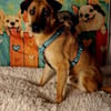 Soulfood dog Roxy sucht seine Mensche