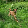 Soulfood dog Roxy sucht seine Mensche