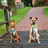 Soulfood dog Roxy sucht seine Mensche