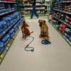 Soulfood dog Roxy sucht seine Mensche