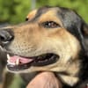 Zuzu sucht ein aktives Zuhause