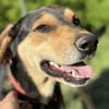 Zuzu sucht ein aktives Zuhause