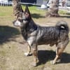 Yacky sucht sein Zuhause