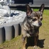 Yacky sucht sein Zuhause