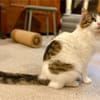 Taz, verschmuster Flauschkater, ca.10 M.