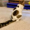 Taz, verschmuster Flauschkater, ca.10 M.