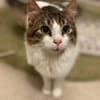 Taz, verschmuster Flauschkater, ca.10 M.