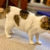 Taz, verschmuster Flauschkater, ca.10 M.