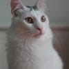 Ibis, langhaariger Kuschelkater, 1 J.