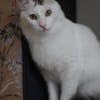 Ibis, langhaariger Kuschelkater, 1 J.