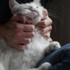 Ibis, langhaariger Kuschelkater, 1 J.