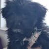 Ronja Welpe sucht IHre Familie!