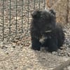 Ronja Welpe sucht IHre Familie!