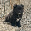 Ronja Welpe sucht IHre Familie!