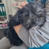 Ronja Welpe sucht IHre Familie!