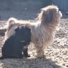 Ronja Welpe sucht IHre Familie!