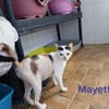 Mayette