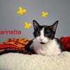 Marinette