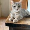Clemence