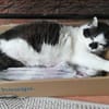 Gemütlicher Perlino sucht Zuhause