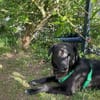 JOLINO * feiner Bub sucht Anschluss