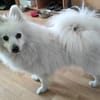 RoniDer Hund, auf den du gewartet hast
