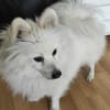 RoniDer Hund, auf den du gewartet hast