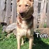 Tom in der Tierherberge Donzdorf