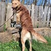 Tom in der Tierherberge Donzdorf