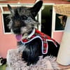 Fröhliche Terrier-Mix-Hündin Finja sucht