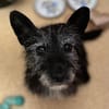 Fröhliche Terrier-Mix-Hündin Finja sucht