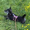 Fröhliche Terrier-Mix-Hündin Finja sucht