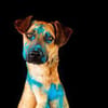 Maddox sucht dich!