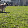 Maddox sucht dich!