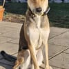 Trusky sucht seinen Menschen