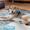 Trusky sucht seinen Menschen