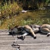 Trusky sucht seinen Menschen
