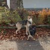 Trusky sucht seinen Menschen