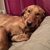 Schmuse-Schatz ♥Veit♥ in 65933 Frankfurt