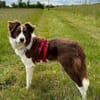 Border Collie Faye wartet in Deutschland