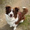 Border Collie Faye wartet in Deutschland