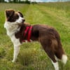 Border Collie Faye wartet in Deutschland