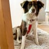 Border Collie Faye wartet in Deutschland