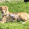 Sanela, 4 Monate, sucht Anschluss