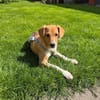 Sanela, 4 Monate, sucht Anschluss