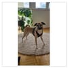 Darcy sucht ein Zuhause