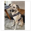Darcy sucht ein Zuhause