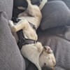 Darcy sucht ein Zuhause