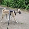 Darcy sucht ein Zuhause