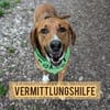 Vermittlungshilfe für Bronte ❤